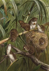 Pygmy Mouse